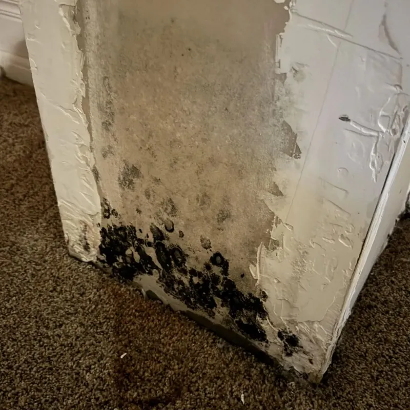 Professional Mold Removal in Chualar, CA